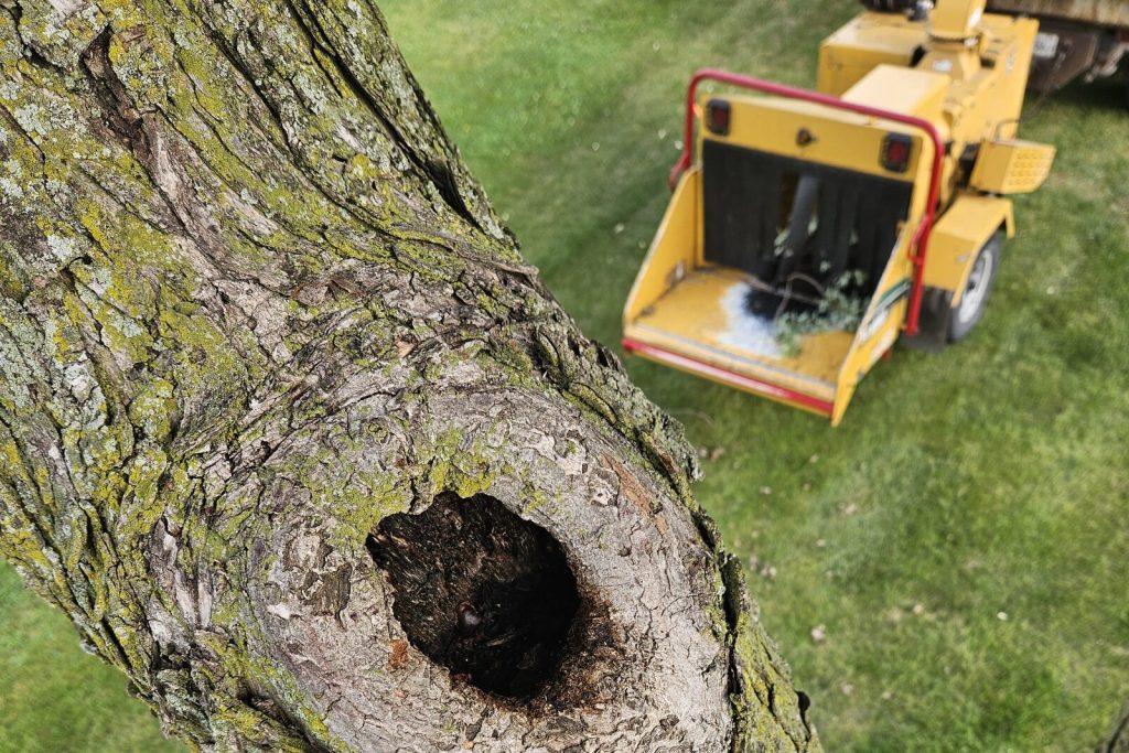 View from the bucket truck of a hollow tree limb, with the Greenland Tree Service chipper below